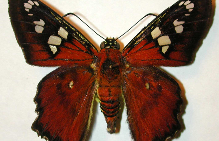 Figura 3. Adulto de <i>Agara belti</i>, (Hesperiidae), vista dorsal. Voucher 00-SRNP-11460-DHJ31854.jpg.