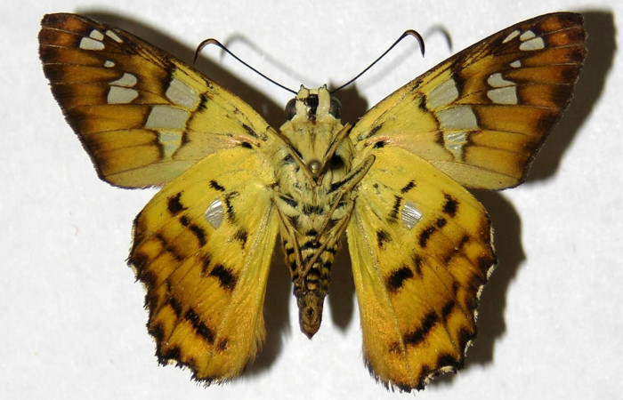 Figura 18. Adulto de <i>Agara amystis</i> (Hesperiidae) vista dorsal. Voucher 04-SRNP-26567-DHJ323423.jpg.