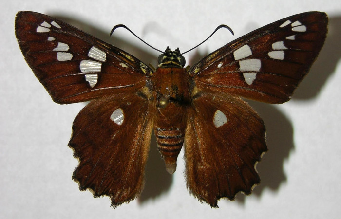 Figura 15. Adulto de <i>Agara amystis</i> (Hesperiidae) vista dorsal. Voucher 06-SRNP-20007-DHJ374650.jpg.