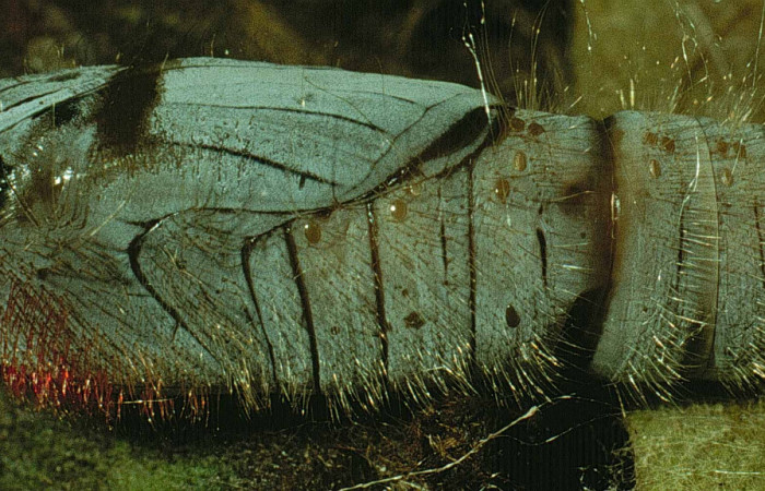 Figura 13. Pupa de <i>Agara amystis</i> (Hesperiidae) posición lateral. Sector Santa Rosa, Area Administrativa. Voucher 93-SRNP-8387-DHJ19567.jpg.