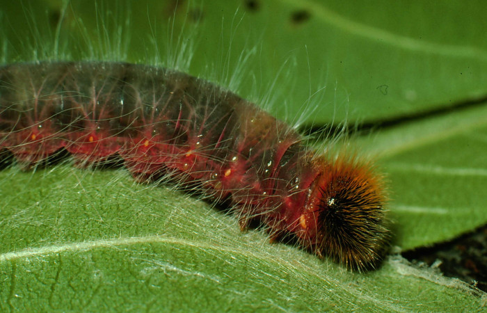 Figura 10. <i>Agara amystis</i> (Hesperiidae), último estadio, posición frontal, Sector Santa Rosa, Laguna Escondida. Voucher 95-SRNP-8772-DHJ25923.jpg.