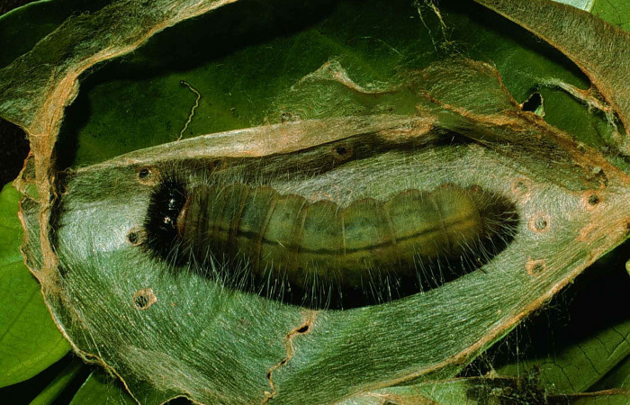 Figura 2. <i>Agara belti</i>  (Hesperiidae), en último estadio, posición dorsal. Estación Cacao, Sendero Arenales. Voucher 99-SRNP-266-DHJ50074.jpg.
