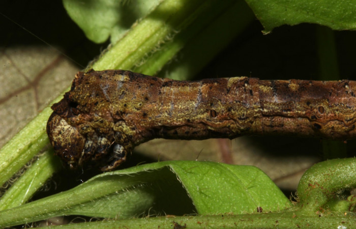 Figura 3. Larva <i>Holochroa ochra</i> (Geometridae), posición cabeza lateral. En la planta Serjania schiedeana (Sapindaceae), Area de Conservación Guanacaste, Santa Rosa. 19-SRNP-31249-DHJ765898.jpg.