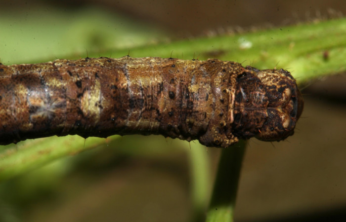 Figura 2. Larva <i>Holochroa ochra</i> (Geometridae). posición cabeza dorsal. En la planta <i>Serjania schiedeana</i> (Sapindaceae),Area de Conservación Guanacaste, Santa Rosa. 19-SRNP-31249-DHJ765899.jpg.