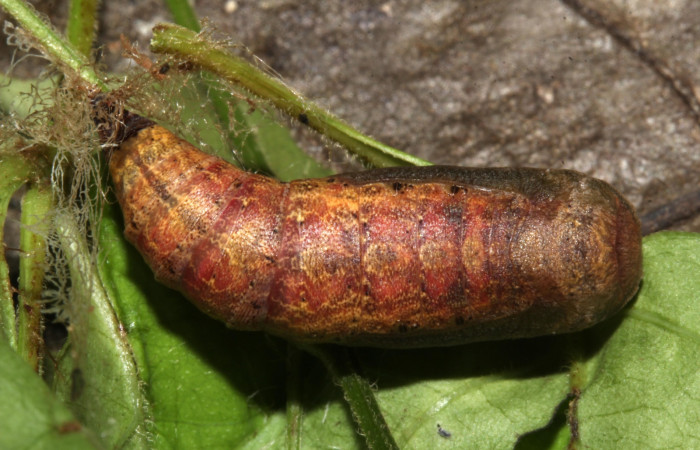 Figura 10. Pupa <i>Holochroa ochra</i> (Geometridae). En la planta <i>Serjania schiedeana</i>(Sapindaceae). Area de Conservación Guanacaste, Santa Rosa. 19-SRNP-31249-DHJ766035.jpg.