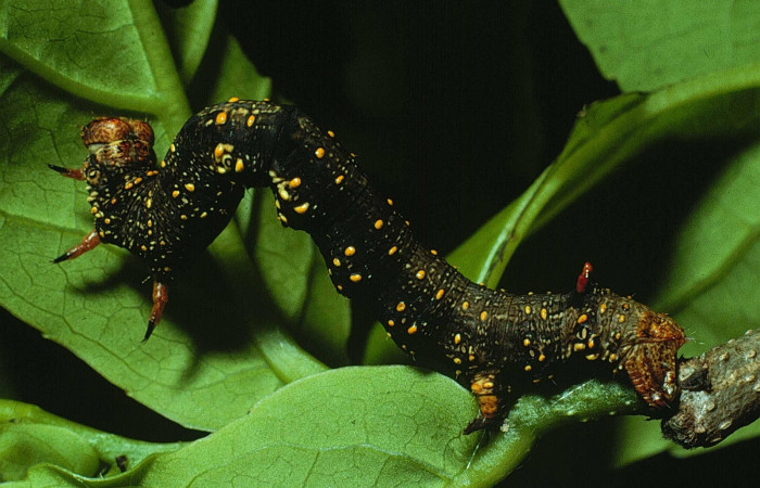 Figura 6. Larva <i>Holochroa ochra</i> (Geometridae), posición lateral entero. En la planta <i>Casearia corymbosa</i> (Salicaceae ). Area de Conservación Guanacaste, Santa Rosa. 84-SRNP-209-DHJ7201.jpg.