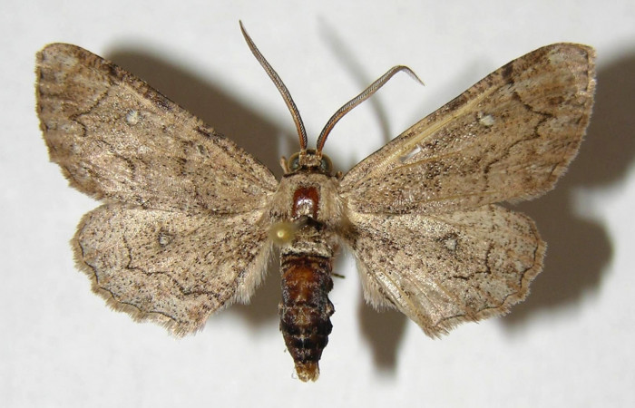 Figura 11. Adulto macho de <i>Holochroa ochra</i> (Geometridae). Posición dorsal Área de Conservación Guanacaste, Sector Santa Rosa. 92-SRNP-1590-DHJ356778.