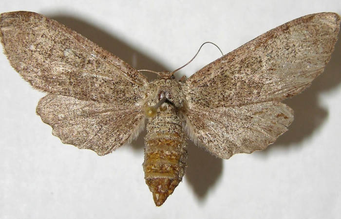 Figura 13. Adulto hembra de <i>Holochroa ochra</i> (Geometridae). Posición dorsal. Área de Conservación Guanacaste, Sector Santa Rosa. 94-SRNP-2710-DHJ356760.