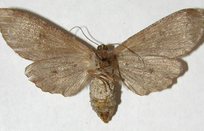 Figura 14. Adulto hembra de <i>Holochroa ochra</i>  (Geometridae). Posición ventral. Área de Conservación Guanacaste, Sector Santa Rosa. 94-SRNP-2710-DHJ356761.