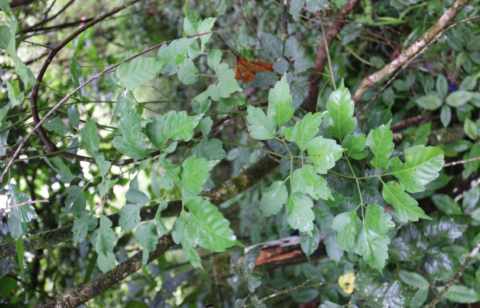 Figura 15. Planta <i>Serjania schiedeana</i> (Sapindaceae), Estación Biológica Wege. Foto Angel D. Hernández.