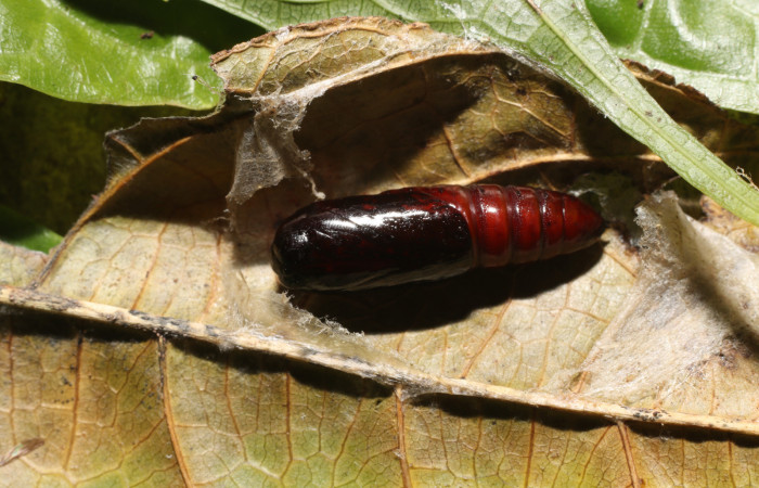  Pupa en posición dorsal de <i>Cecrita macarisma</i> (Notodontidae). Sector San Cristóbal, Río Blanco Abajo. Voucher 21-SRNP-1670-DHJ759275.jpg. 
