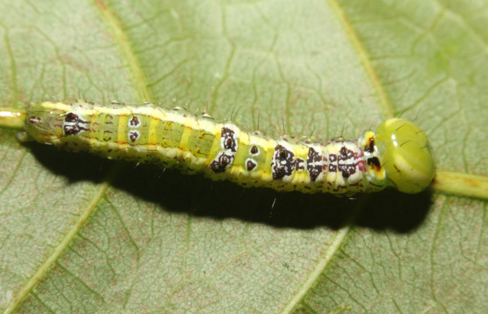  Larva en posición dorsal de <i>Cecrita macarisma</i> (Notodontidae), PU estadio. Sector Rincon Rain Forest, Estación Wege, Sendero Granera. Voucher 17-SRNP-27378-DHJ731451.jpg. 
