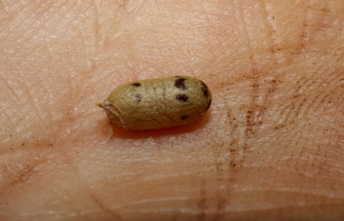  Capullo de <i>Casinaria</i> CAS-800 Parásito de larva <i>Cecrita macarisma</i> (Notodontidae),  Sector Santa Rosa, Vado Esteron. Voucher 09-SRNP-15036-DHJ469907.jpg. 
