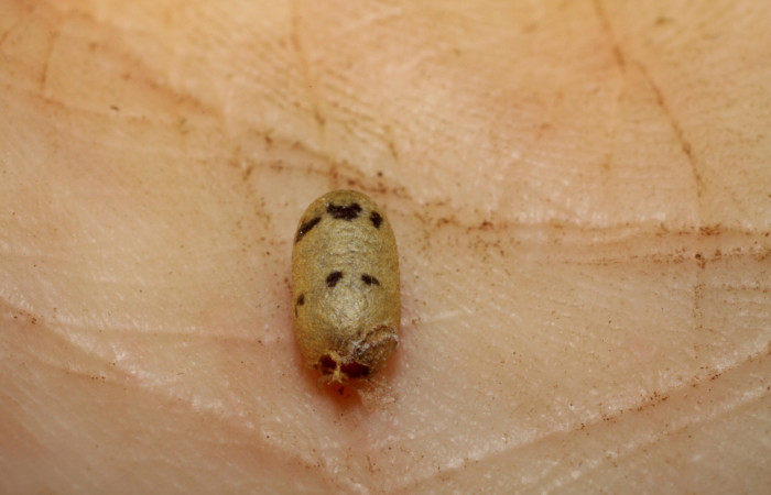  Capullo de <i>Casinaria</i><i> CAS-800 Parásito de larva Cecrita macarisma</i> (Notodontidae),  Sector Santa Rosa, Vado Esteron. Voucher 09-SRNP-15036-DHJ469908.jpg. 
