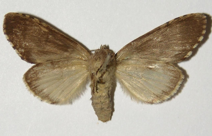  Adulto hembra en posición ventral de <i>Cecrita macarisma</i> (Notodontidae). Sector Santa Rosa, Bosque San Emilio. Voucher 04-SRNP-14771-DHJ302439.
