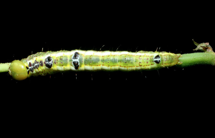  Larva en posición dorsal de <i>Cecrita macarisma</i> (Notodontidae), U estadio. Sector Santa Rosa, Vado Esteron. Voucher 09-SRNP-15037-DHJ463760.jpg. 

