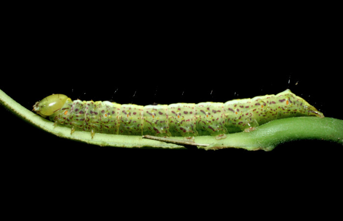  Larva en posición lateral de <i>Cecrita macarisma</i> (Notodontidae), U estadio. Sector Santa Rosa, Vado Esteron. Voucher 09-SRNP-15037-DHJ463761.jpg. 
