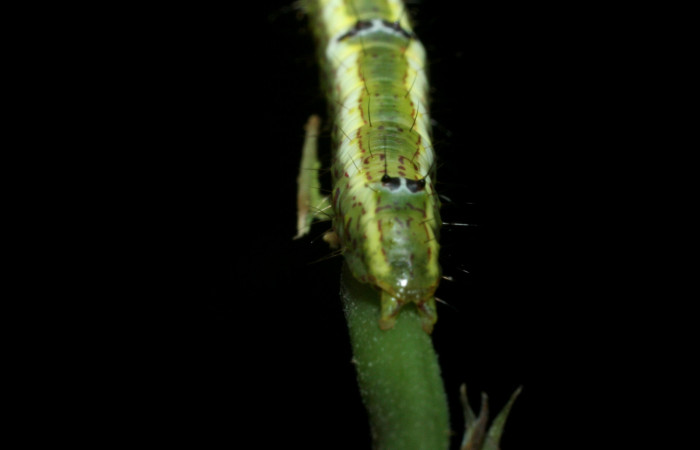  Cola en posición dorsal de <i>Cecrita macarisma</i> (Notodontidae), U estadio. Sector Santa Rosa, Vado Esteron. Voucher 09-SRNP-15037-DHJ463763.jpg. 
