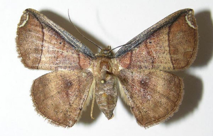 Fig.1. Hembra de <i>Parilexia</i> carfiniaDHJ01 en posición dorsal. Voucher : 05-SRNP-32823-DHJ325890.