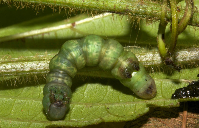 Fig.10. Larva de <i>Parilexia carfinia</i>. Voucher : 19-SRNP-30449-DHJ749987.jpg.