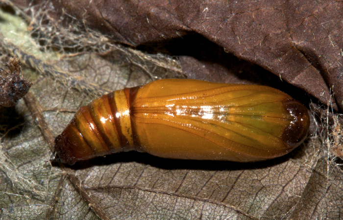 Fig.11. Lava de <i>Parilexia carfinia</i>. Voucher : 19-SRNP-30430-DHJ764165.jpg