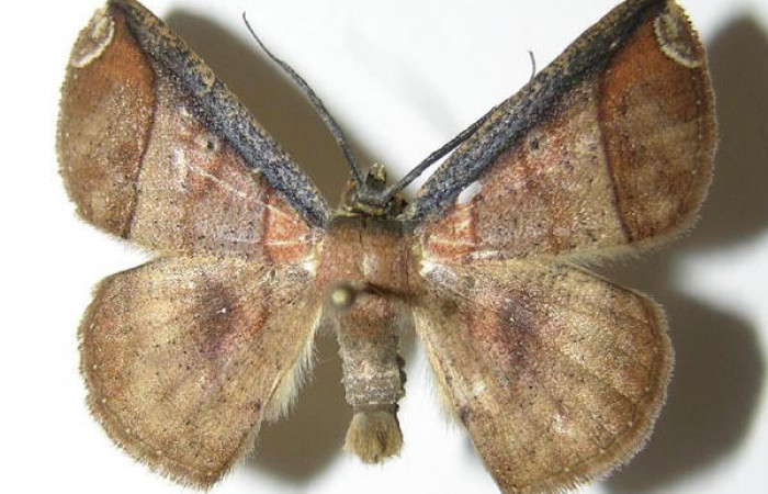 Fig.2. Macho de <i>Parilexia</i> carfiniaDHJ01 en posición ventral. Voucher : 05-SRNP-32822-DHJ325888.