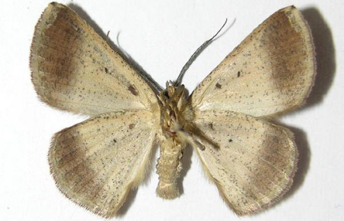 Fig.4. Macho de <i>Parilexia</i> carfiniaDHJ01 en posición ventral. Voucher :05-SRNP-32822-DHJ325889.