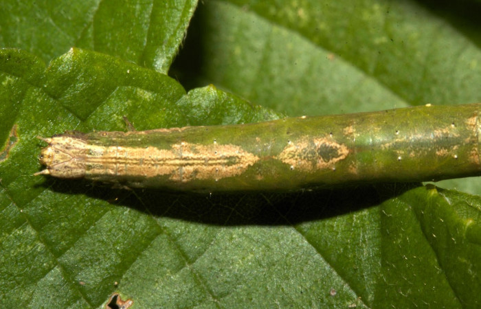 Fig.7. Larva de <i>Parilexia carfinia</i>. Voucher : 19-SRNP-30453-DHJ764003.jpg.