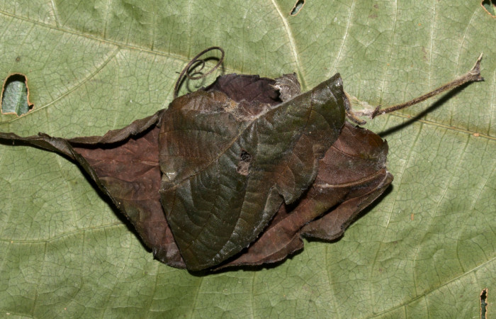 Fig.8. Mostrando hojas con capulo de <i>Parilexia carfinia</i>. Voucher : 19-SRNP-30430-DHJ764160.jpg.