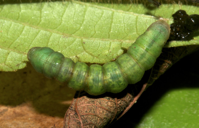 Fig.9. Larva de <i>Parilexia carfinia</i>. Voucher : 19-SRNP-30449-DHJ749985.jpg.
