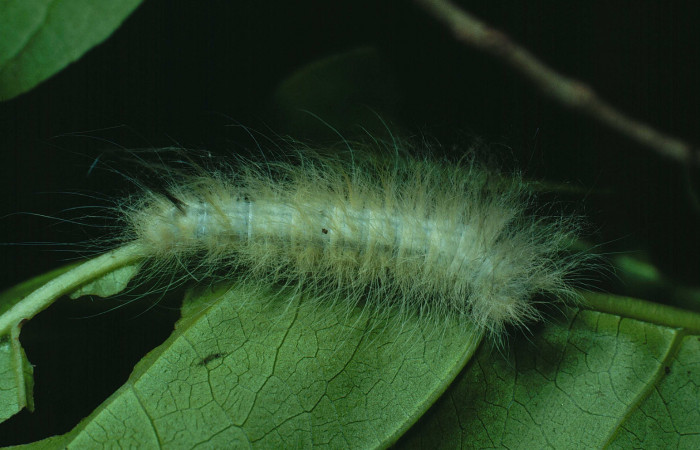 Fig.10 Larva <i>Apatelodes paratima</i>, mostrando la parte dorsall entero, en hoja de <i>Casearia corymbosa</i> (Salicaceae). Voucher: 89-SRNP-257-DHJ11284.jpg.