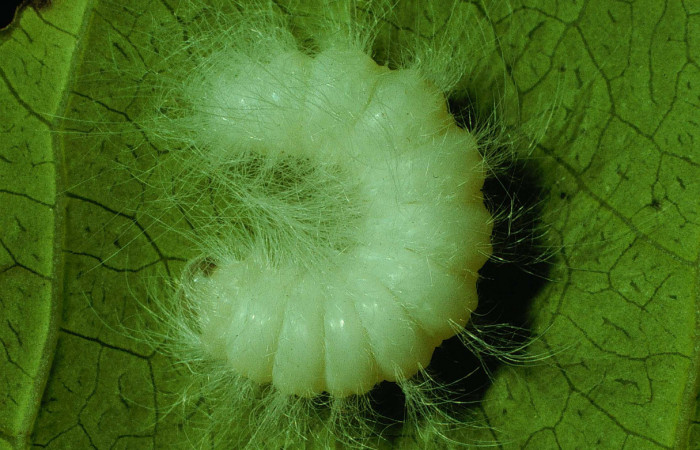 Fig.11 Larva <i>Apatelodes paratima</i>, mostrando la parte dorsal entero, en hoja de <i>Casearia corymbosa</i> (Salicaceae). Voucher: 92-SRNP-2785-DHJ15581.jpg.