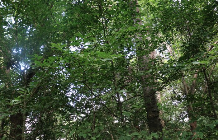 Fig.12 Planta <i>Casearia Corymbosa</i> (Salicaceae), hospedera de la larva <i>Apatelodes paratima</i>,(Apatelodidae), Sector Mundo Nuevo, Sendero Aguacate. Foto Elieth Cantillano 19 Noviembre 2021.
