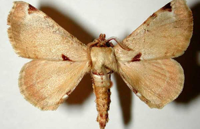 Fig.1 Adulto <i>Apatelodes paratima</i> macho mostrando la parte dorsal.Voucher: 95-SRNP-10166-DHJ33276.
