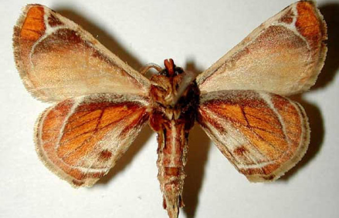 Fig.2 Adulto <i>Apatelodes paratima</i> macho mostrando la parte ventral.Voucher: 95-SRNP-10166-DHJ33277.
