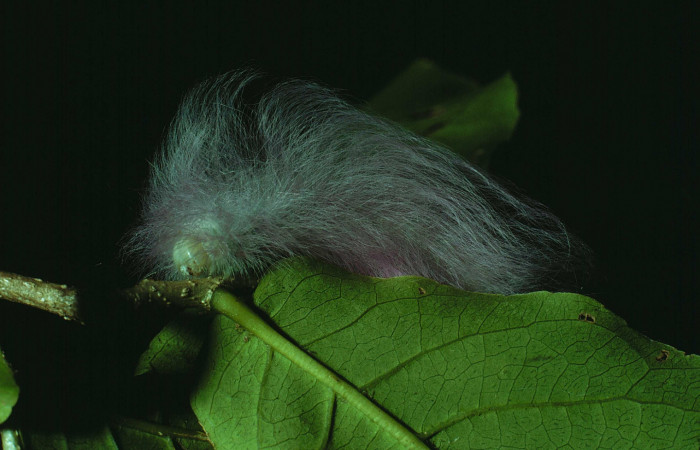 Fig.5 Larva <i>Apatelodes paratima</i>, mostrando la parte lateral entero, en hoja de <i>Casearia corymbosa</i> (Salicaceae). Voucher: 83-SRNP-1369-DHJ6695.jpg.