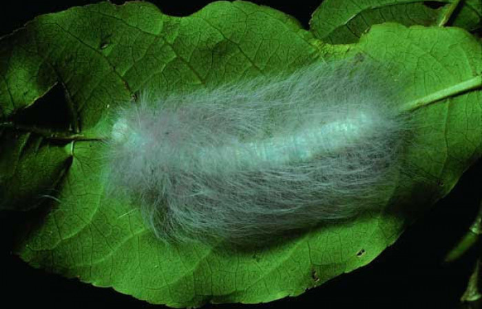 Fig.6 Larva <i>Apatelodes paratima</i>, mostrando la parte dorsal entero, en hoja de <i>Casearia corymbosa</i> (Salicaceae). Voucher: 83-SRNP-1369-DHJ6699.jpg.