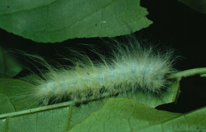 Fig.9 Larva <i>Apatelodes paratima</i>, mostrando la parte lateral entero, en hoja de <i>Casearia corymbosa</i> (Salicaceae). Voucher: 89-SRNP-257-DHJ11283.jpg.