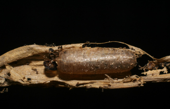 Figura 10. Capullo de <i>Hyposoter bicolor</i> (Ichneumonidae), color café, mide 7 mm aproximadamente; avispas parasitas en larva <i>Corticea corticea</i> (Hesperiidae) Voucher: 05-SRNP-20155-DHJ447634.jpg.
