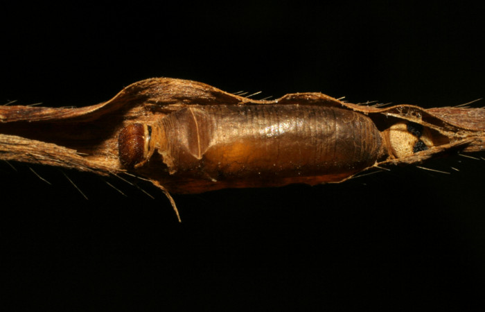 Figura 11. Capullo de <i>Hyposoter bicolor</i>, de la familia (Ichneumonidae), color café, mide 7 mm aproximadamente; avispas parasitas en larva <i>Corticea corticea</i> (Hesperiidae). Voucher: 05-SRNP-34653-DHJ415514.jpg.