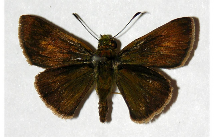 Figura 12. Adulto de <i>Corticea corticea</i> (Hesperiidae) mide 26 milímetros, posición dorsal parte enfocada el torax y alas. Voucher: 05-SRNP-32320-DHJ318066.