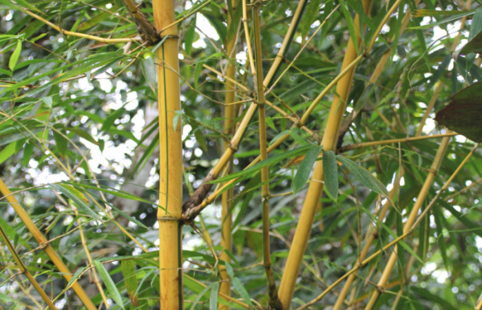 Figura 14. Planta hospedera <i>Bambusa vulgaris</i> introducido, (Poaceae), parte enfocada tallo, planta donde se alimenta la larva <i>Corticea corticea</i> (hesperiidae).
Foto, Jose Pérez, 18 Noviembre 2021.