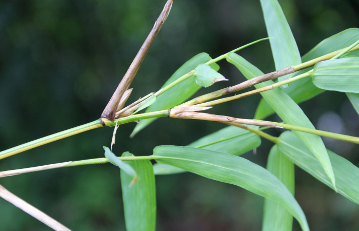 Figura 17. Planta hospedera <i>Bambusa vulgaris</i> , introducido, (Poaceae), parte enfocada hojas, planta donde se alimenta la larva <i>Corticea corticea</i> (hesperiidae).
Foto, Jose Pérez, 18 Noviembre 2021.
