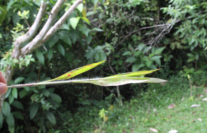 Figura 18. Planta hospedera <i>Ischaemum timorense</i> (Poaceae), parte enfocada hojas, planta donde se alimenta la larva <i>Corticea corticea</i> (hesperiidae). Foto, Jose Pérez, 18 Noviembre 2021.