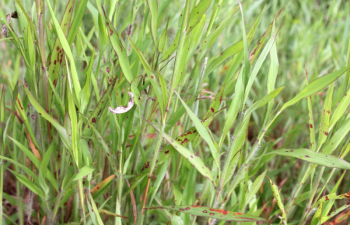 Figura 19. Planta hospedera <i>Ischaemum timorense</i> (Poaceae), parte enfocada hojas, planta donde se alimenta la larva <i>Corticea corticea</i> (hesperiidae). Foto, Jose Pérez, 18 Noviembre 2021.