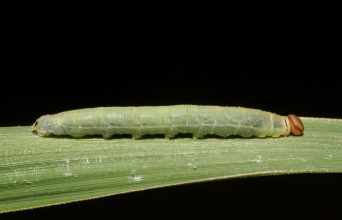 Figura 3. Larva <i>Corticea corticea</i> (Hesperiidae), color verde claro, último estadio posición lateral, mide 27 mm aproximadamente. Planta hospedera <i>Paspalum virgatum</i>, (Poaceae). Voucher: 06-SRNP-41079-DHJ414304.jpg.