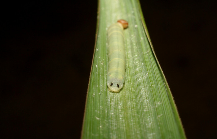 Figura 5. Larva <i>Corticea corticea</i> (Hesperiidae), color verde claro, cabeza café, último estadio posición frontal, mide 27 mm aproximadamente. Planta hospedera <i>Paspalum virgatum</i>, (Poaceae). Voucher: 06-SRNP-41079-DHJ414303.jpg.
