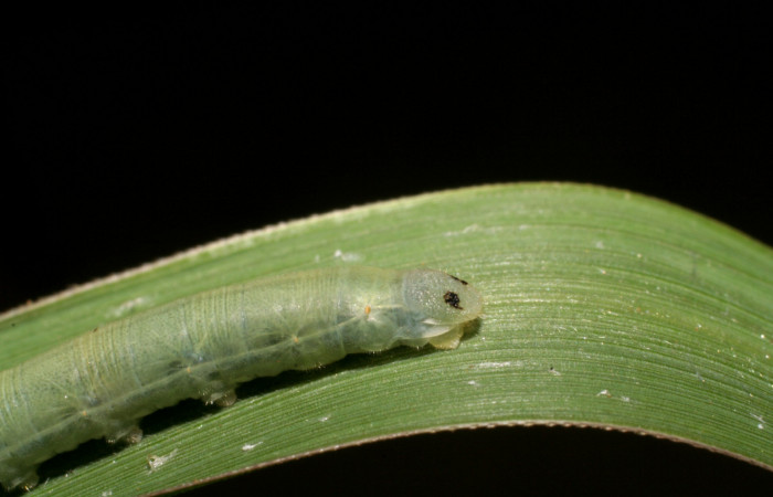 Figura 6. Larva <i>Corticea corticea</i> (Hesperiidae), color verde claro, último estadio, posición parte trasera, mide 27 mm aproximadamente. Planta hospedera <i>Paspalum virgatum</i>, (Poaceae). Voucher: 06-SRNP-41079-DHJ414299.jpg.