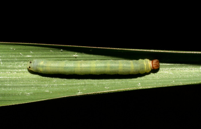 Figura 7. Larva <i>Corticea corticea</i> (Hesperiidae), color verde claro, último estadio posición dorsal, mide 27 mm aproximadamente. Planta hospedera <i>Paspalum virgatum</i>, (Poaceae). Voucher: 06-SRNP-41079-DHJ414305.jpg.