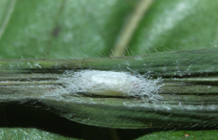 Figura 8. Capullo de la familia (Braconidae), color blanco, mide 6 mm aproximadamente. Voucher: 15-SRNP-71851-DHJ727923.jpg.